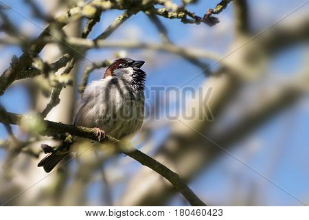 House sparrow male (Passer domesticus) small bird of the family Passeridae sitting in a tree blue sky copy space