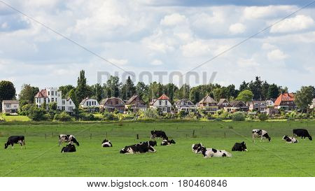 Farmland with cows with the town of Dieren (Gelderland) in the background. The Netherlands