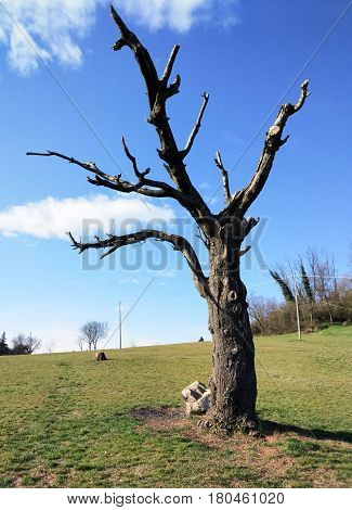 Photo hilly Landscape First floor Dead cherry tree in the summer day