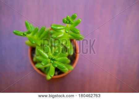 Top view close up of small green banana succulent plant on wooden background (depth of view style)