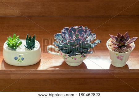 Purple pink and green succulent plant in cute cup on wooden stair background.