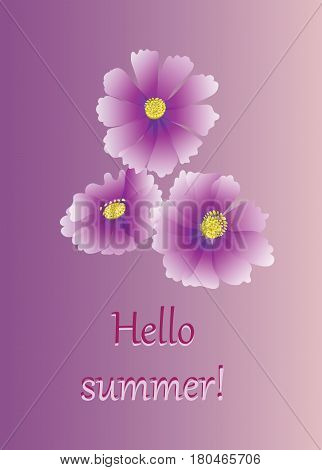 Pink flowers. Hello summer! Flower kosmeya. Vector illustration. Kosmeya on a lilac background with text. Design for banner, poster, greeting cards.