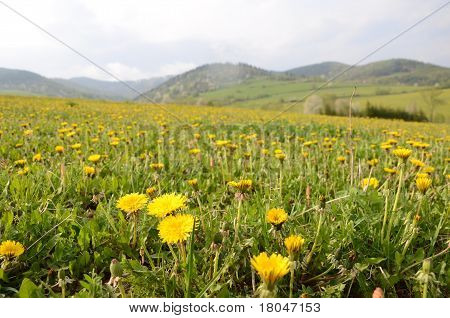 Dandelion Meadow