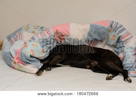 Black dog enjoys lying in the bed of his master