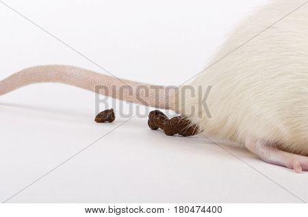 a closeup shot of lab rat dropping excrements
