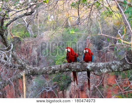 Arara Vermelha da Fauna Brasileira - Amazônia