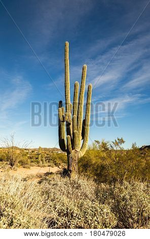 Saguaro Cactus In Scottsdale, Arizona
