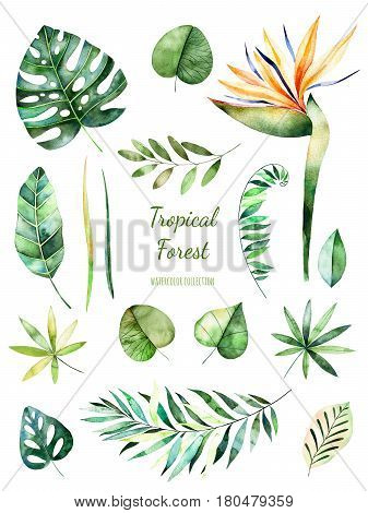 Tropical Leafy collection. Handpainted watercolor floral elements.