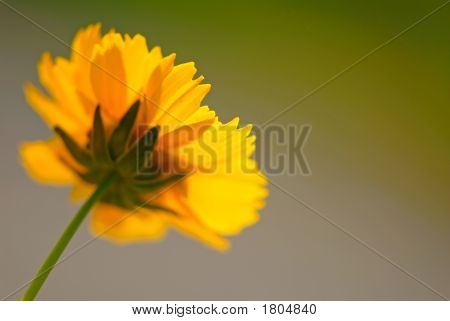 Flor