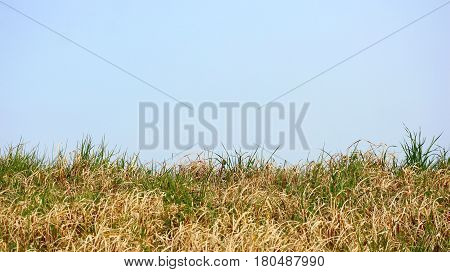 dry grass field and blue sky at day