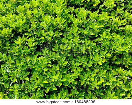 close up on natural green plants texture background