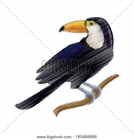 tucan exotic bird icon image vector illustration design