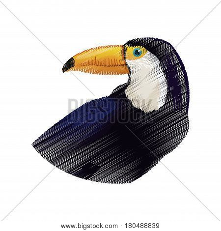 tucan exotic bird icon image vector illustration design