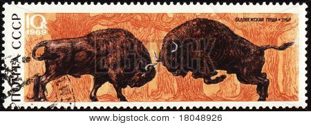 Due bisonti su Post Stamp