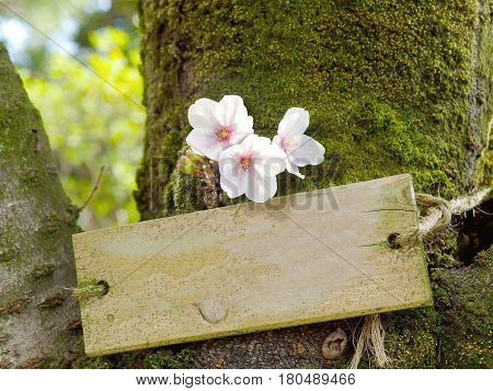 cherry blossom with empty wood sign on the tree