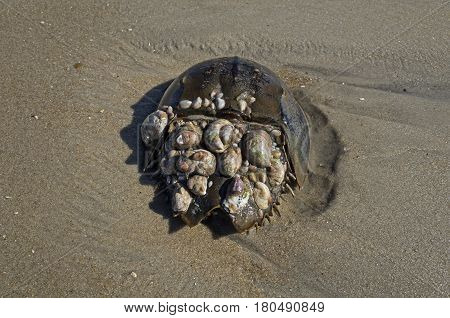 Sea shell encrusted Horseshoe crab. The crabs are marine arthropods of the family Limulidae.  They are invertebrates meaning that they lack a spine.