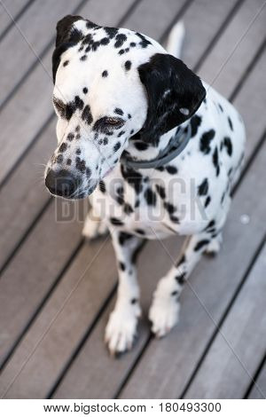 Head Of A Dalmatian Dog