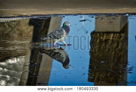 A pigeon on a pavement pool near a monument