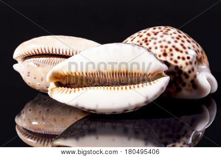 sea shells of tiger cowry isolated on black background reflection