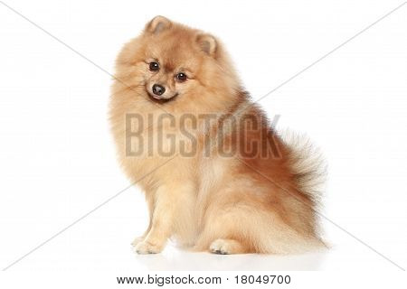 Pomerânia Spitz cão