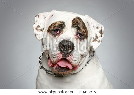 Bulldog americano. Retrato sobre um fundo cinzento