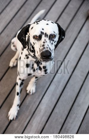 Head Of A Dalmatian Dog