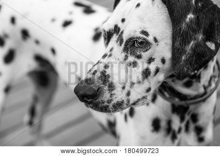 Head Of A Dalmatian Dog