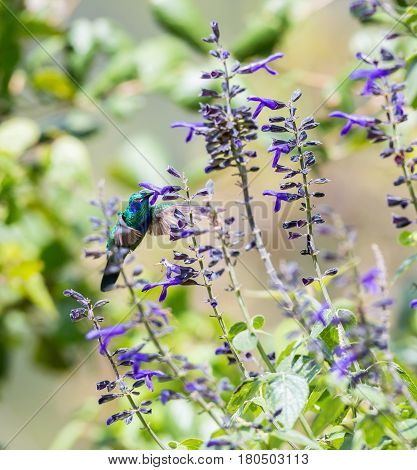 The incredibly beautiful Green Violet Eared Hummingbird in the central mountains of Mexico. This is a rare picture of a medium sized hummingbird that is very elusive and shy and is one special bird.