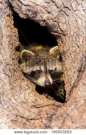 Bandit-masked raccoons looking out from its den in a cavity in an old tree.