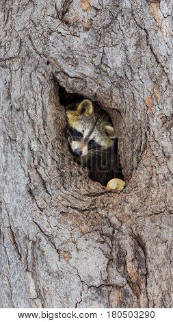 Bandit-masked raccoons looking out from its den in a cavity in an old tree.
