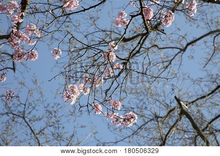 Cherry Tree Buds At The Tree
