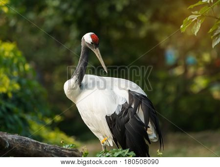 Red-Crowned crane