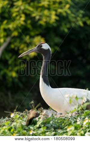Red-Crowned crane