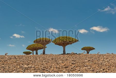 Dragoeiros Dixam planalto, ilha de Socotorá, Iémen
