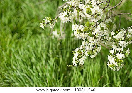 Flowering branch of apple-tree close up on a background of a spring orchard. Selective focus
