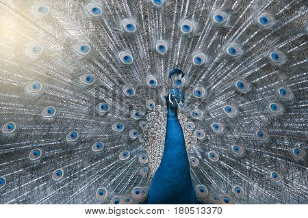 Beautiful Indian peafowl - Pavo cristatus - male (peacock) walking on the roof. Vibrant colors. Beauty in nature. Colored bird. Head with crown.