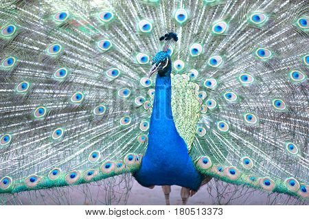 Beautiful Indian peafowl - Pavo cristatus - male (peacock) walking on the roof. Vibrant colors. Beauty in nature. Colored bird. Head with crown.