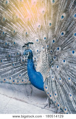 Beautiful Indian peafowl - Pavo cristatus - male (peacock) walking on the roof. Vibrant colors. Beauty in nature. Coloured bird. Head with crown.
