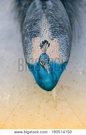 Top view of Beautiful Indian peafowl - Pavo cristatus - male (peacock) walking on the roof. Vibrant colors. Beauty in nature. Coloured bird. Head with crown.