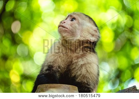 White headed capuchin monkey (Cebus capucinus) in a wild with natural background