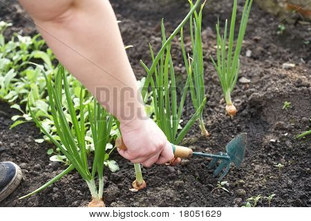 L'uomo In un giardino