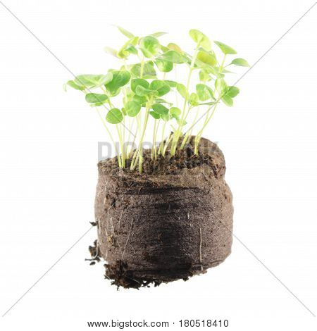 Young snapdragon plants isolated on white background. Seedling in clod of soil