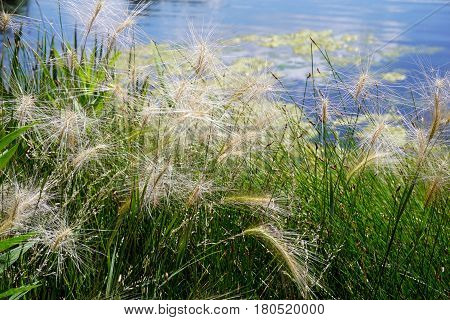 Hordeum jubatum (with the common names foxtail barley, bobtail barley, squirreltail barley, and intermediate barley) beside a small lake in Joliet, Illinois during June.