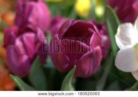 tulips flower plant purple up close beautiful lovely