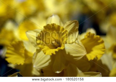 Daffodil yellow flower plant up close bokeh effect beautiful