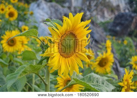 The sunflower in the garden at mountain.