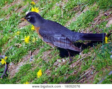 Dandilion Robin