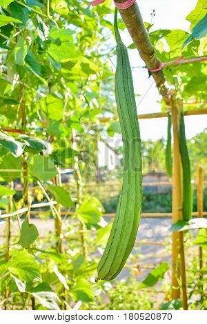 The green zucchini in the garden at home.