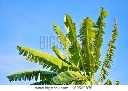 The green banana and sky at home.