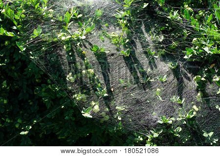 Spider webs cover the leaves and branches of a Korean boxwood (Buxus sinica) growing in a garden in front of a house in Joliet, Illinois during September.